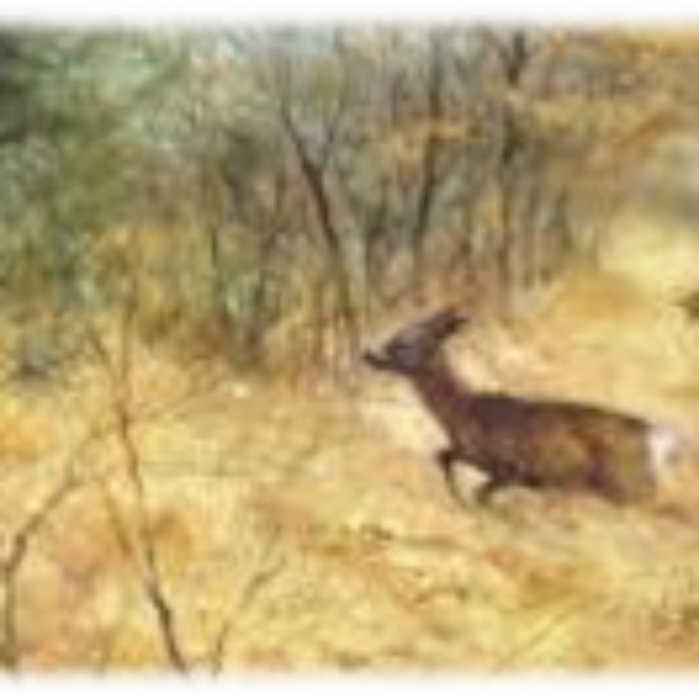 Pauwehof – Zomer dieren schilderen